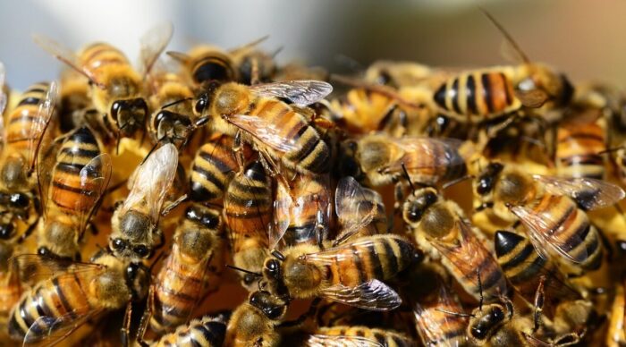 Arılar Hakkında Şaşırtıcı Bilgiler