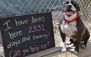2531 Gün Boyunca Barınakta Gözden Kaçan Köpek Hala Birisinin Onu Evlat Edineceğini Umuyor