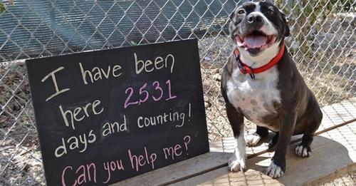 2531 Gün Boyunca Barınakta Gözden Kaçan Köpek Hala Birisinin Onu Evlat Edineceğini Umuyor