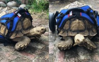 70 Kiloluk Engelli Kaplumbağanın Kendi Tekerlekli Sandalyesi Var Ve Şimdi Rahatça Hareket Edebiliyor
