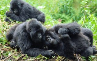 Adamın Vahşi Dağ Gorilleri Ailesiyle Eşsiz Bir Karşılaşması Var