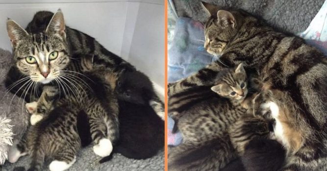 Anne Kedi Veteriner Kliniği Gizlice Terk Edilmiş Kedi Yavrularına Kavuşmak İçin Çalışır