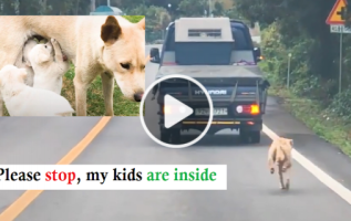 Anne Köpek Yavrularını Götüren Kamyonun Peşinden Koşuyor