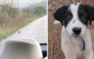 Başıboş Bir Köpek Yavrusu Kurtarılma Umuduyla Bir Arabayı Kovalar, Bu Yüzden Sürücü Durur Ve Hayatını Değiştirir