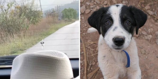 Başıboş Bir Köpek Yavrusu Kurtarılma Umuduyla Bir Arabayı Kovalar, Bu Yüzden Sürücü Durur Ve Hayatını Değiştirir