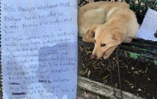 Bir Bankta Bağlı Yalnız Bir Köpeğin Yanında Bulunan Yürek Kırıcı Mektup
