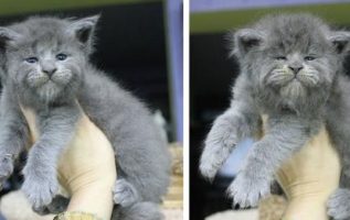 Bütün Bir Maine Coon Yavru Kedi Çöpü Sevimli, Huysuz Yüzlerle Doğdu