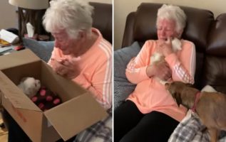 Büyükanne Yeni Bir Köpek Yavrusu Tarafından Şaşırdıktan Sonra Ağlıyor