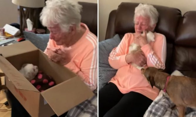 Büyükanne Yeni Bir Köpek Yavrusu Tarafından Şaşırdıktan Sonra Ağlıyor
