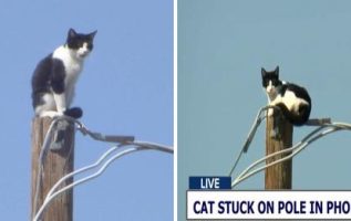 Cat Power Pole Üç Gün İçin Birini Kurtarmak İçin Bekliyor Ona Kalmış