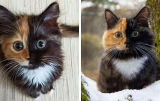 Çift Renkli Yüzü Ve Eşsiz Kürk Desenli Kedisi Yana İle Tanışın
