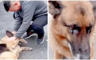 Emekli Alman Çoban Polis Köpeği, Eski İşleyiciyle Yeniden Bir Araya Geldiğinde Duygusallaşıyor