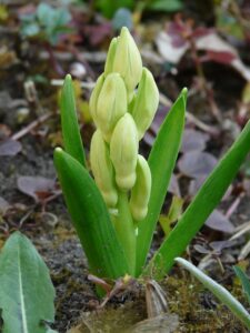 garden-hyacinth