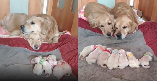 Golden Retriever Ebeveynleri Sevimli 7 Sevimli Yeni Doğan Yavrularını İzliyor