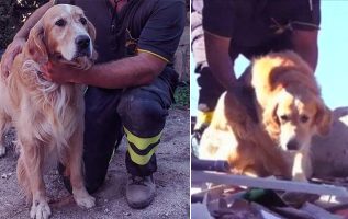 İnanılmaz Köpek Depremden Sonra Hayatını Kaybeden Sahibini Terk Etmeyi Reddediyor