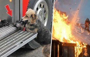 Kahraman anne köpek yavrularını kurtarmak için birden çok kez yanan bir ateşten geçti