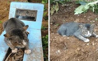 Kalbi Kırılan Kedi 1 Yılını Sahibinin Mezarının Yanında Ağlayarak Geçirdi