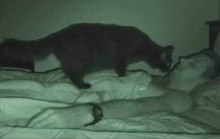 Kedilerinizin Yatakta Uyumasına izin veriyor musunuz?