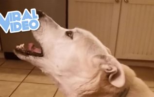 Konuşan Köpek Sahibi İle Eğlenceli Bir Sohbete Girer