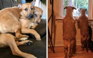 Köpek bir yürüyüşte 'ikiziyle' tanışır ve anneme onu eve getirmesi için yalvarır