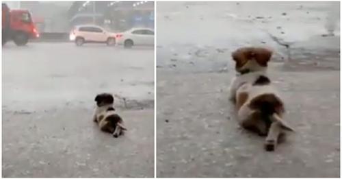 Köpek, viral videoda yağmuru barışçıl bir şekilde izlemekten başka bir şey sevmez