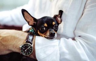Köpekler Hakkında Garip Gerçekler: Chihuahua Baskısı