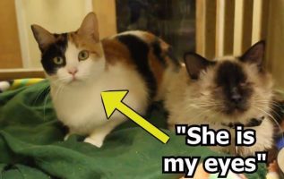 Kör Kedi Ve Gören Kız Kardeşi Sadece Birlikte Evlatlık Olmak İstiyor