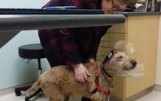 Kör Köpek Sonunda Görmek İçin Ameliyat Oldu - Tepkisi Gözyaşlarına Boğuldu