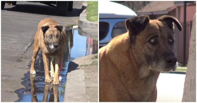 Kurtarıcıları Gelmeden 10 Yıl Önce Kendine Bakan Kör Sokak Köpeği