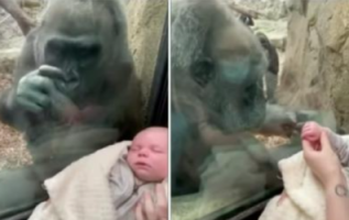 Meraklı goril anne, kadının bebeğine sevgiyle bakar ve kendi çocuğunu gösterir