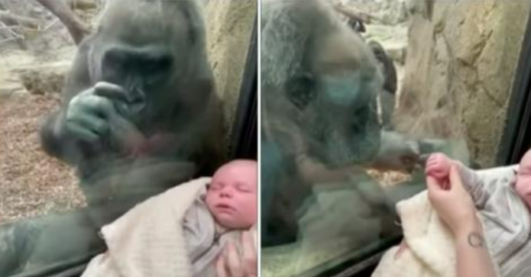 Meraklı goril anne, kadının bebeğine sevgiyle bakar ve kendi çocuğunu gösterir