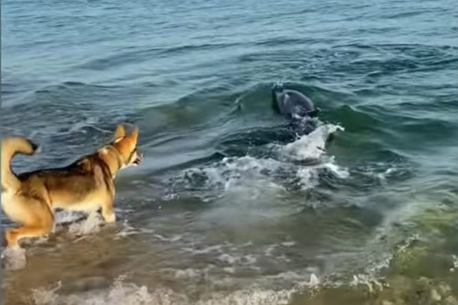 Meraklı Yunus Köpekle Oynamak İçin Sahile Yakın Yüzüyor