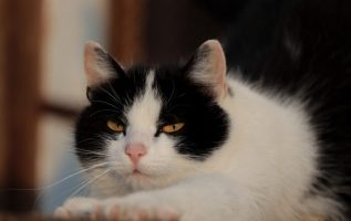 Mews ve Nips: Çalışma, Kedilerin Yiyecek için Çalışmaktan Hoşlanmadığını Ortaya Koyuyor