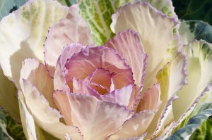 ornamental-cabbage