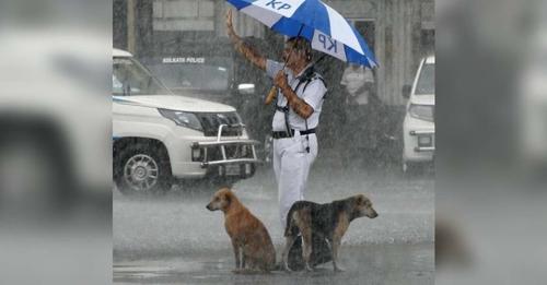 Polis, Şiddetli Yağmur Fırtınası Sırasında Şemsiyeyi Sokak Köpekleriyle Paylaşıyor