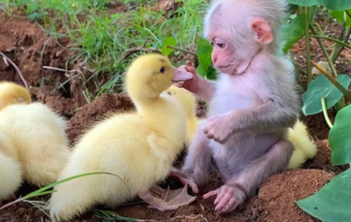 Sevimli An, Bebek Maymununun Aile Gibi Bebek Ördeklerine Baktığını Gösteriyor