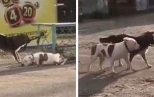 Sokak Köpeği Bağlı Bir Köpek Yavrusu Görür Ve Onu İpten Kurtarmaya Gelir