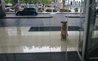 Sokak Köpeği Onu Evlat Edinmek İstediği Kişiyi Her Gün Otel Dışında Bekler