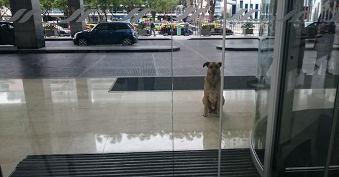 Sokak Köpeği Onu Evlat Edinmek İstediği Kişiyi Her Gün Otel Dışında Bekler