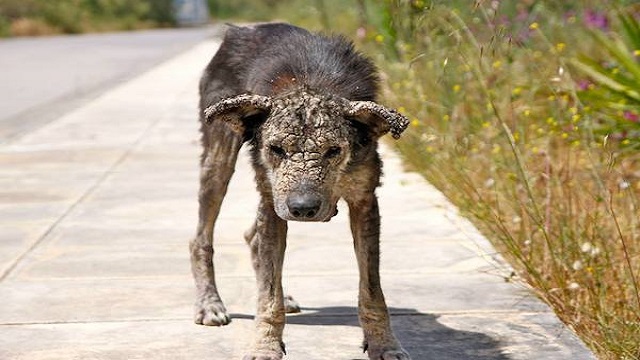 'Taşa' Dönüşen Köpek Korkusunun Üstesinden Gelir Ve Aşkın Nasıl Bir His Olduğunu Öğrenir