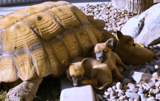 Terk Edilmiş Yavrular Yalnız Dev Bir Kaplumbağayla Arkadaş Olurlar