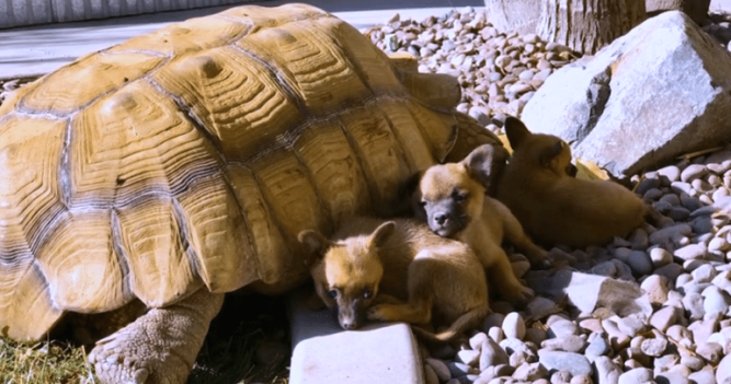 Terk Edilmiş Yavrular Yalnız Dev Bir Kaplumbağayla Arkadaş Olurlar