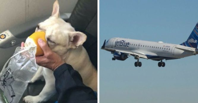 Uçuş Görevlileri, Uçuşun Ortasında Köpeğin Hayatını Kurtarmak İçin Risk Alır Ve Kuralları Çiğnerler