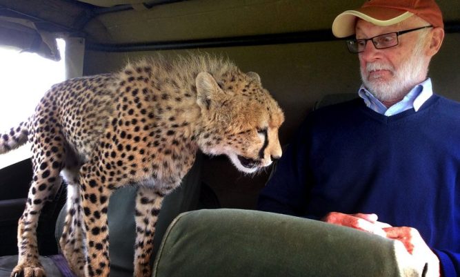 Vahşi Çita Turistin Aracına Binerek Ona Yaklaştı