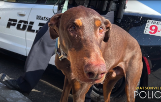 Watsonville Polis Memuru, duygusal destek köpeğini sahibiyle yeniden bir araya getirdi