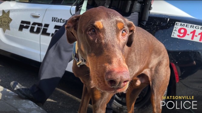 Watsonville Polis Memuru, duygusal destek köpeğini sahibiyle yeniden bir araya getirdi