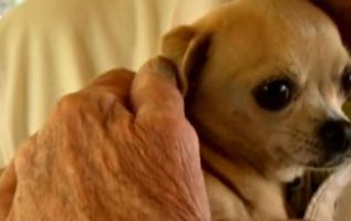 Yaşlı Adam Cesurca Evcil Köpeğini Kurtarmak İçin Yüzüne Bir Ayı Yumrukladı