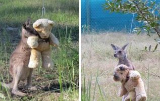 Yetim Bebek Kanguru Oyuncak Ayısına Sarılır Ve Ona Eşlik Eder