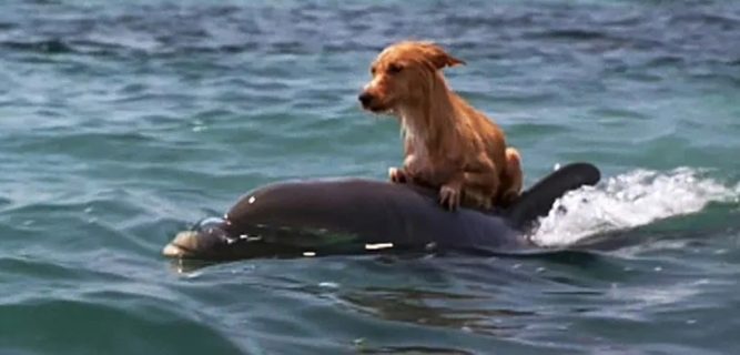 Yunuslar Korkmuş Küçük Köpeği Florida Kanalında Boğulmaktan Kurtarıyor