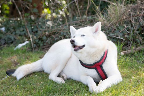 Kahraman köpek Husky, annesi onu orada yalnız bıraktıktan sonra onu parkta bularak yeni doğmuş bir bebeğin hayatını kurtardı.